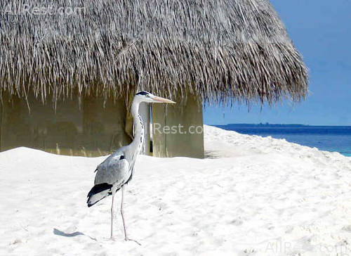 Angaga Island Resort 17